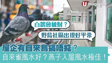 自來鳥|為何自來雀遠離？風水師教改運